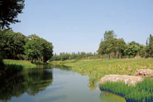 潍坊市白沙河上游综合整治绿化工程